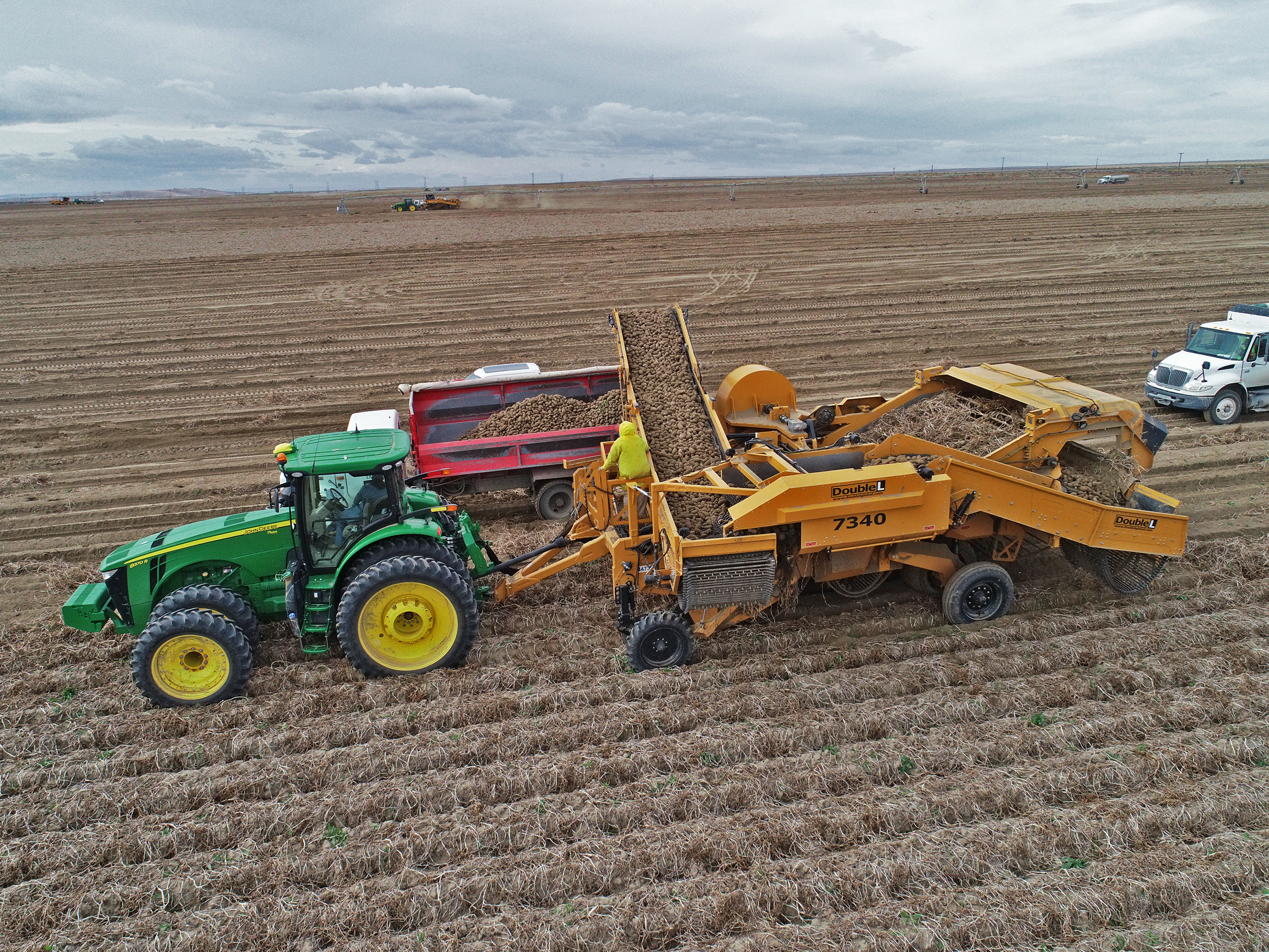 Potato Harvest