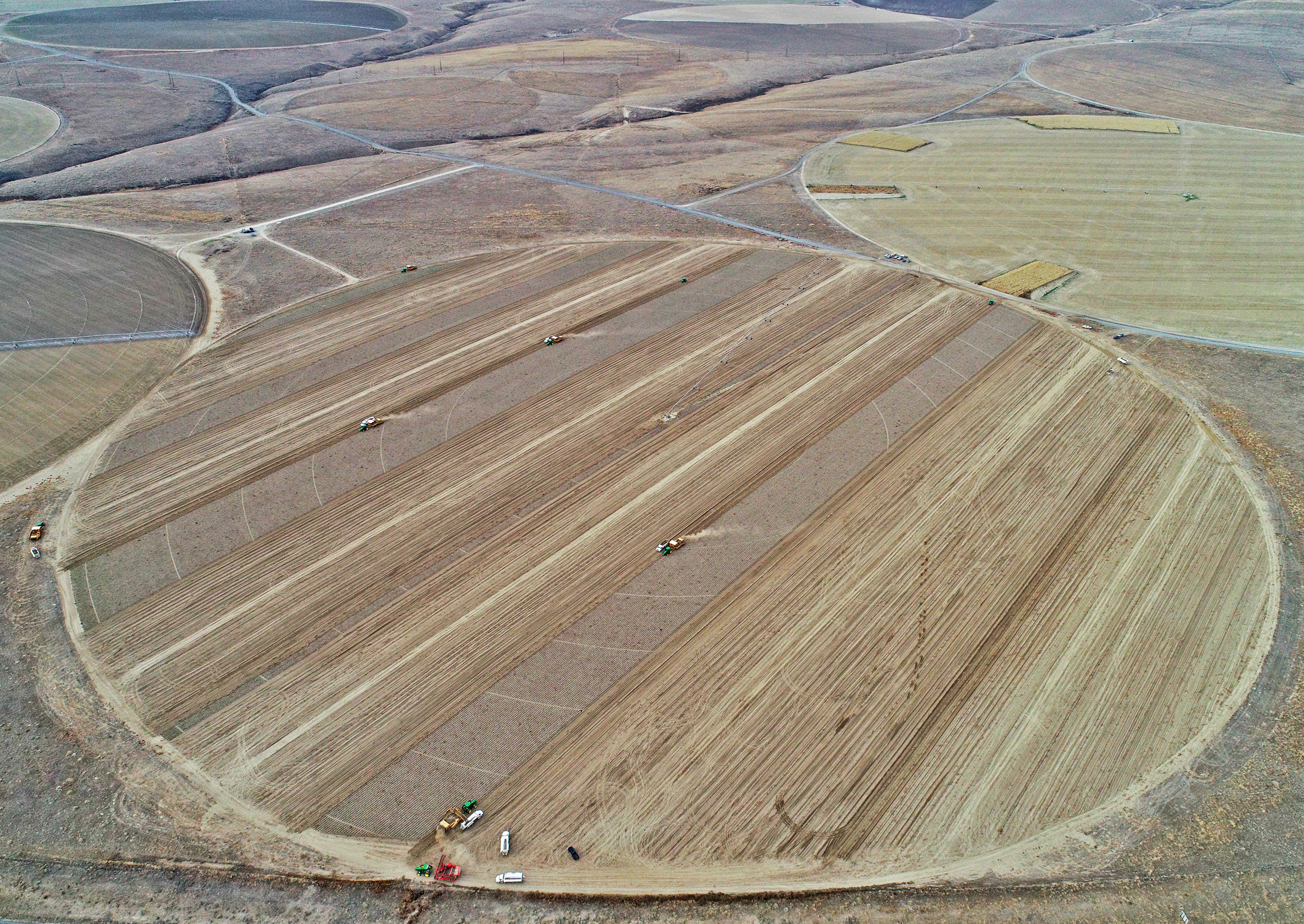 Eastern Washington Potato Field